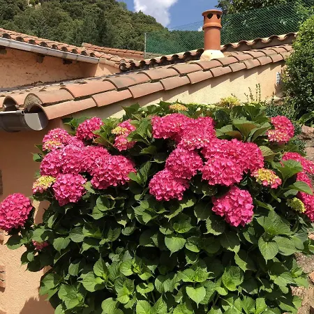 Con Jardín, Barbacoa, Piscina En Pleno Montseny Casa rural Arbúcies