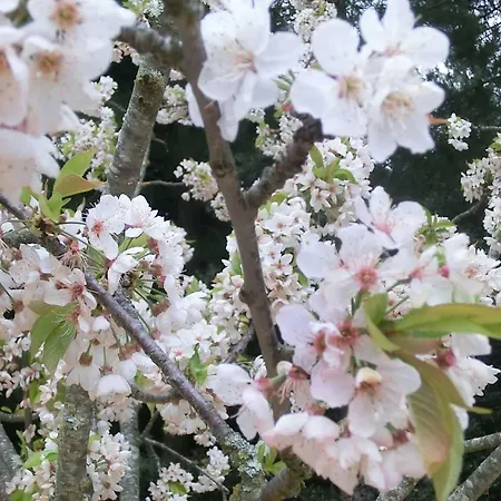 Con Jardín, Barbacoa, Piscina En Pleno Montseny * Arbúcies