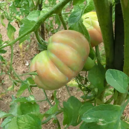 Con Jardín, Barbacoa, Piscina En Pleno Montseny *