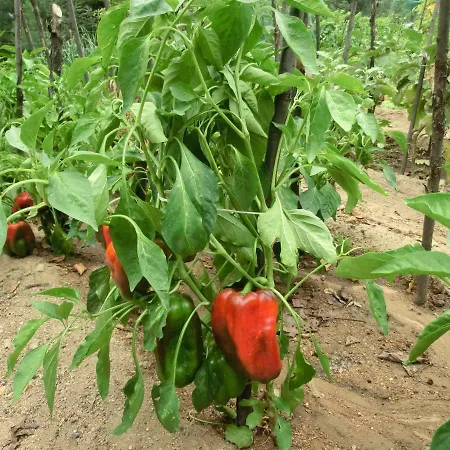Con Jardín, Barbacoa, Piscina En Pleno Montseny * Arbúcies